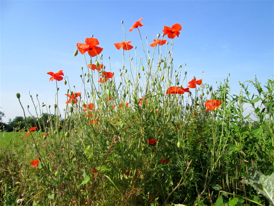 Klatschmohn (Papaver rhoeas) am Feldrand in Hockenheim