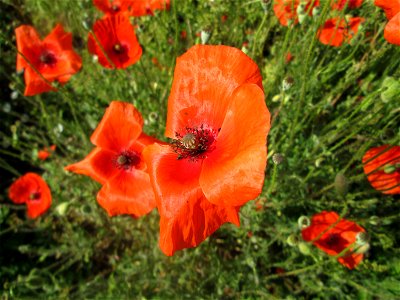 Klatschmohn (Papaver rhoeas) am Feldrand in Hockenheim
