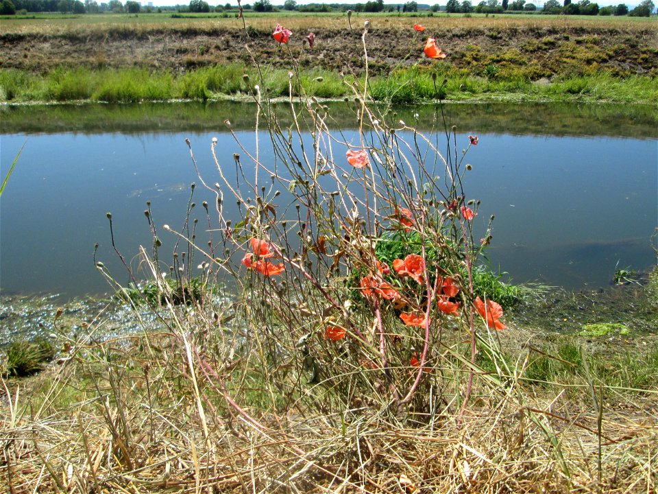 Klatschmohn (Papaver rhoeas) am Kraichbach im Landschaftsschutzgebiet „Hockenheimer Rheinbogen“