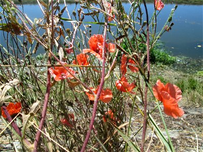 Klatschmohn (Papaver rhoeas) am Kraichbach im Landschaftsschutzgebiet „Hockenheimer Rheinbogen“