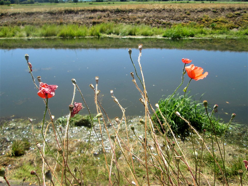 Klatschmohn (Papaver rhoeas) am Kraichbach im Landschaftsschutzgebiet „Hockenheimer Rheinbogen“
