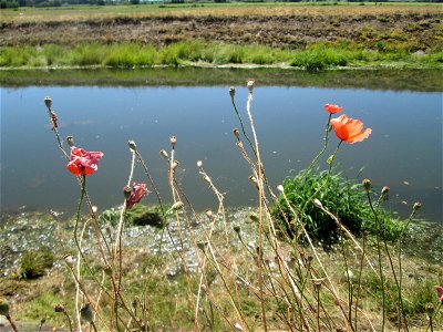Klatschmohn (Papaver rhoeas) am Kraichbach im Landschaftsschutzgebiet „Hockenheimer Rheinbogen“