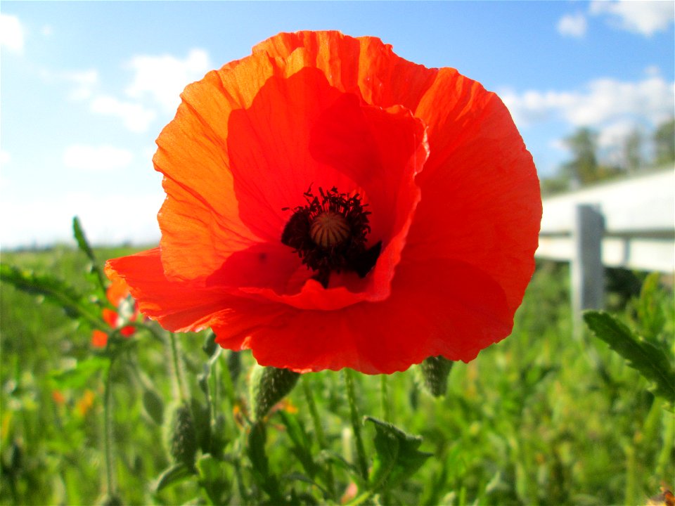 Klatschmohn (Papaver rhoeas) am Kraichbach-Damm im Landschaftsschutzgebiet „Hockenheimer Rheinbogen“