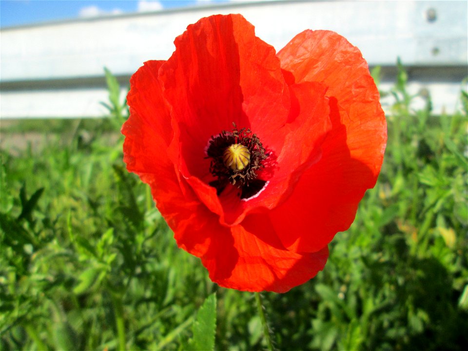 Klatschmohn (Papaver rhoeas) am Kraichbach-Damm im Landschaftsschutzgebiet „Hockenheimer Rheinbogen“