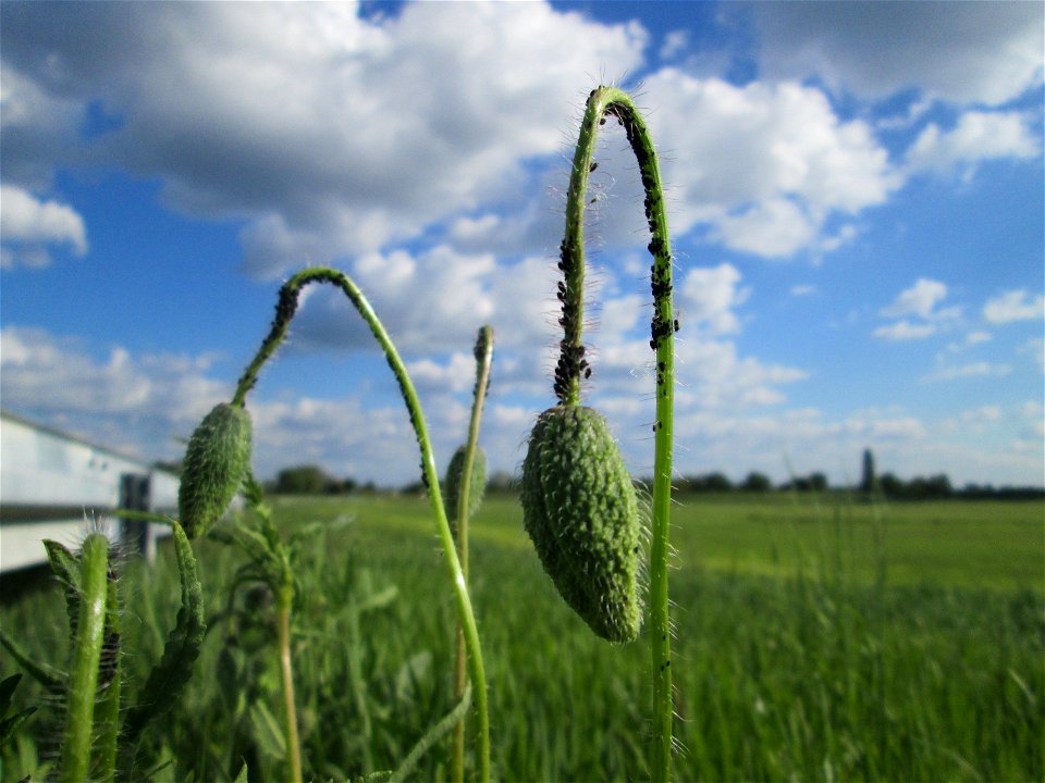 Klatschmohn (Papaver rhoeas) am Kraichbach-Damm im Landschaftsschutzgebiet „Hockenheimer Rheinbogen“