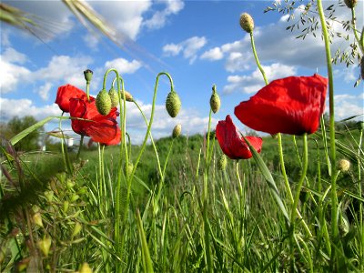 Klatschmohn (Papaver rhoeas) am Kraichbachdamm im Landschaftsschutzgebiet „Hockenheimer Rheinbogen“