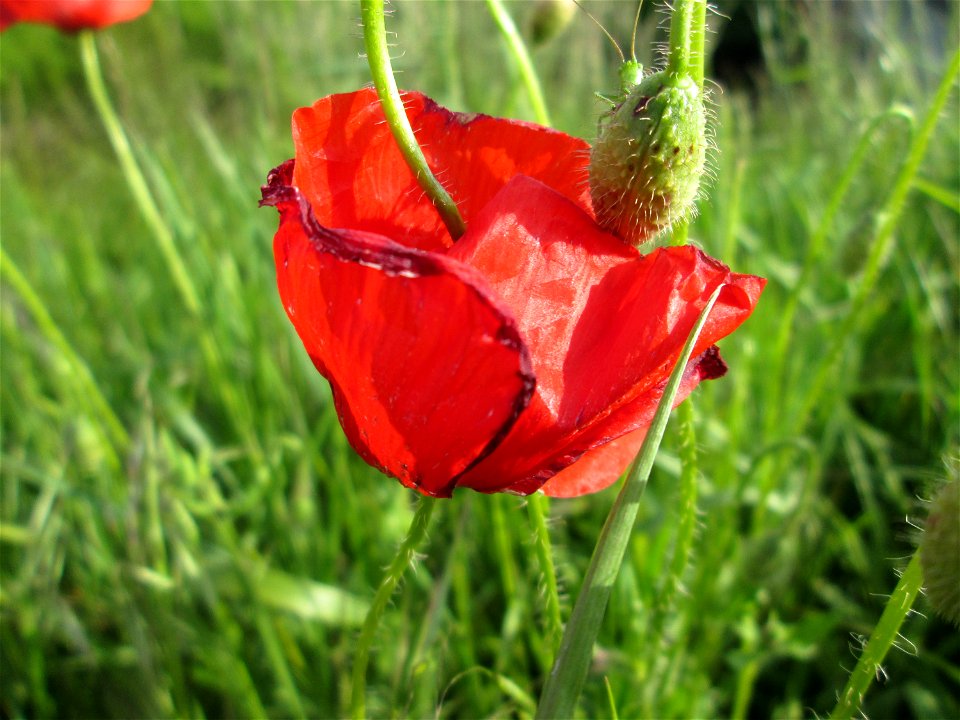 Klatschmohn (Papaver rhoeas) am Kraichbachdamm im Landschaftsschutzgebiet „Hockenheimer Rheinbogen“