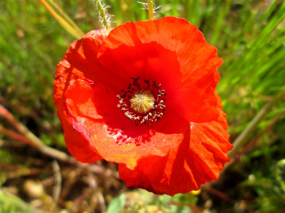 Klatschmohn (Papaver rhoeas) in Hockenheim