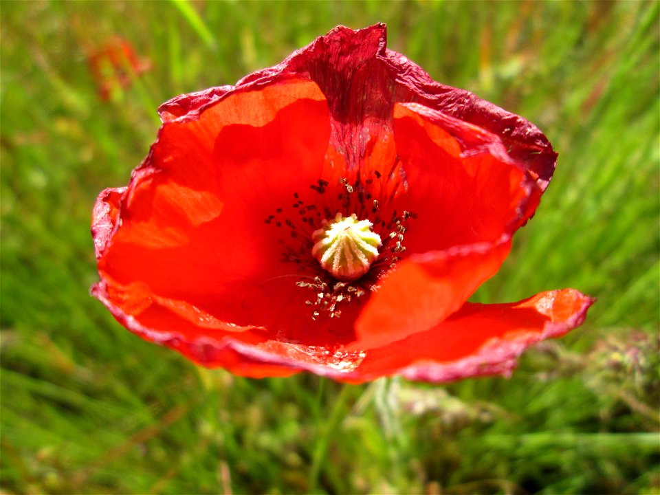 Klatschmohn (Papaver rhoeas) in Hockenheim