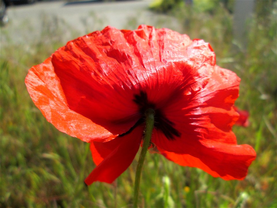 Klatschmohn (Papaver rhoeas) in Hockenheim