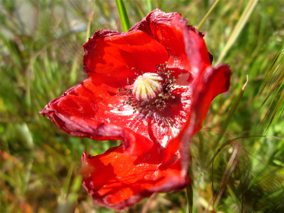 Klatschmohn (Papaver rhoeas) in Hockenheim