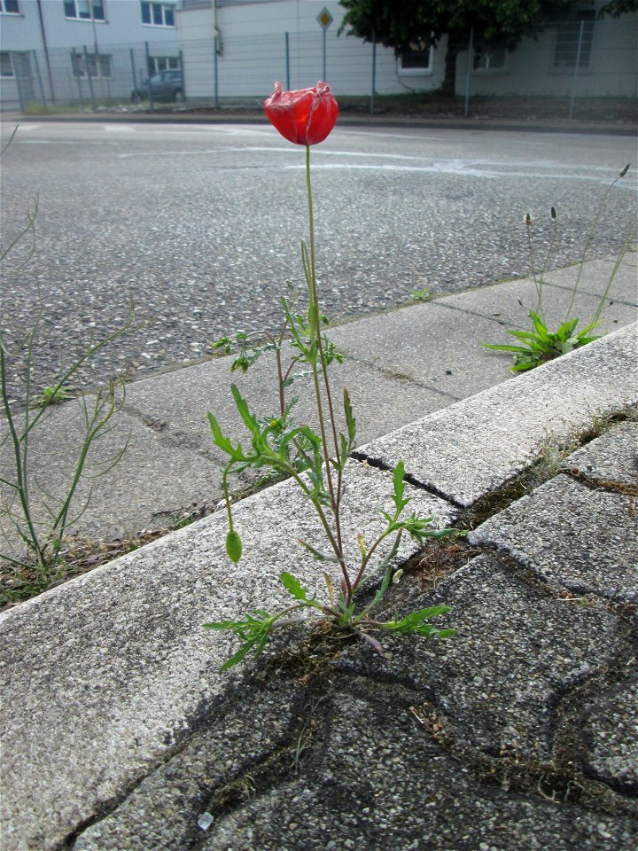 Klatschmohn (Papaver rhoeas) am Straßenrand in Hockenheim