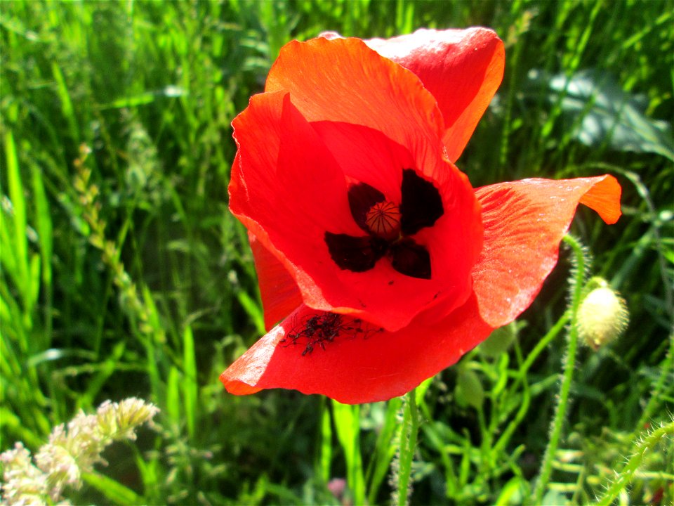 Klatschmohn (Papaver rhoeas) auf einer Wiese oberhalb vom Osthafen Saarbrücken