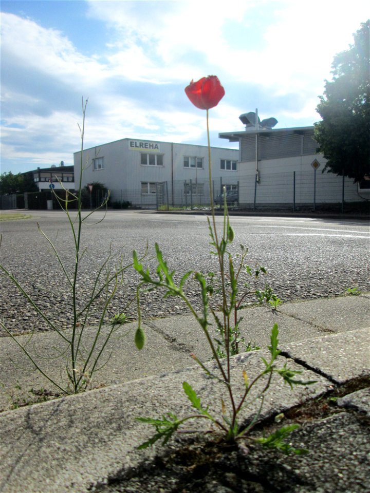 Klatschmohn (Papaver rhoeas) am Straßenrand in Hockenheim