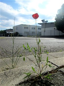 Klatschmohn (Papaver rhoeas) am Straßenrand in Hockenheim