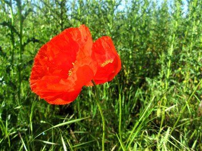 Klatschmohn (Papaver rhoeas) im Naturschutzgebiet „Hochholz-Kapellenbruch“