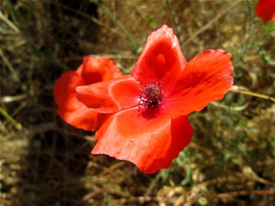 Klatschmohn (Papaver rhoeas) am Halberg-Klinikum in Brebach-Fechingen