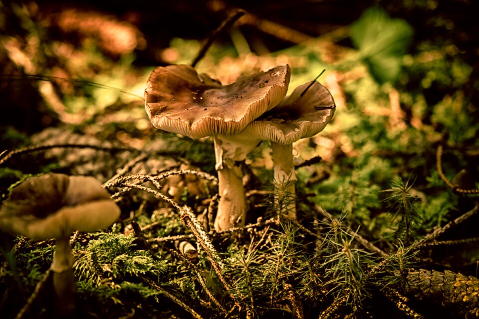 Nature forest autumn