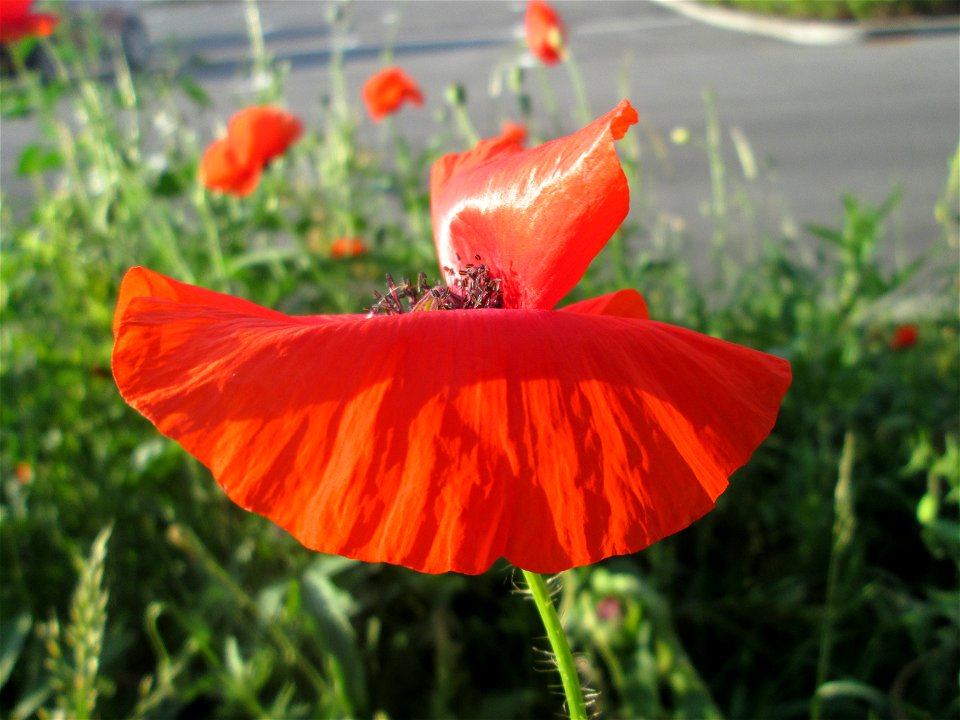 Klatschmohn (Papaver rhoeas) an einem Parkplatz Saarbrücken