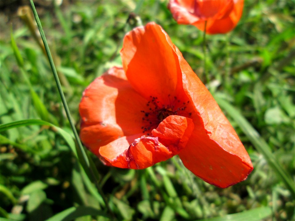Klatschmohn (Papaver rhoeas) bei Bischmisheim