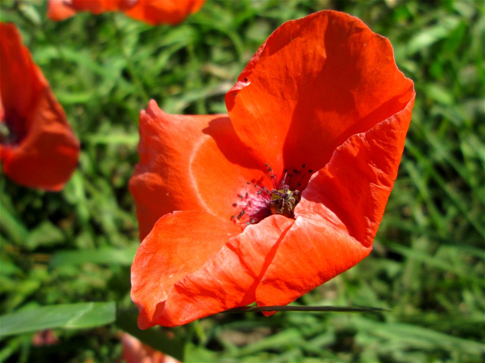 Klatschmohn (Papaver rhoeas) bei Bischmisheim