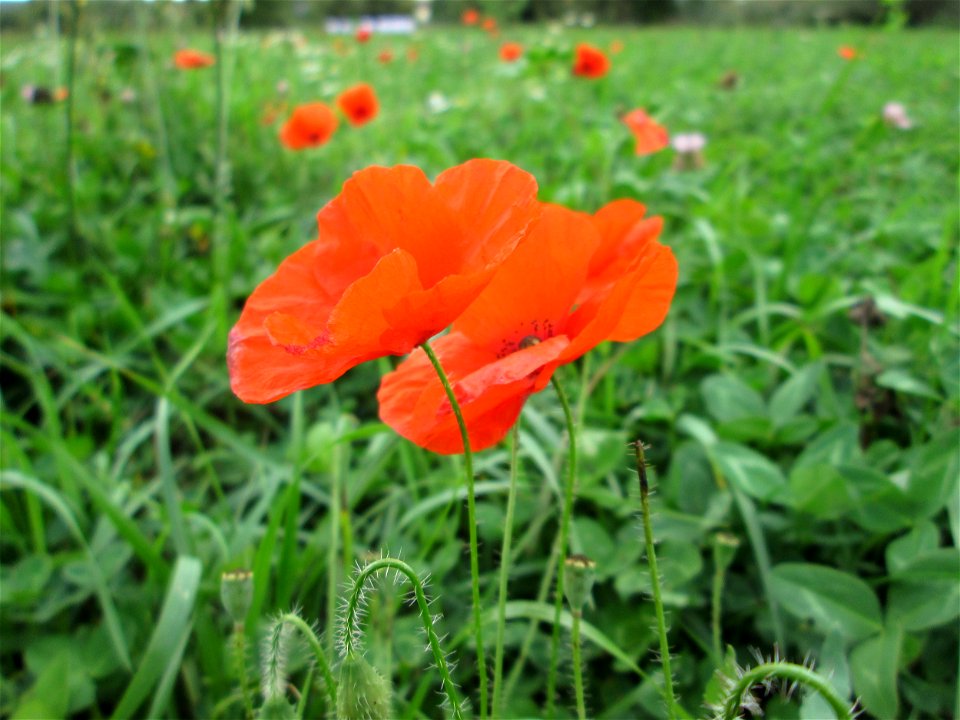 Klatschmohn (Papaver rhoeas) nahe der Saar bei Grosbliederstroff Français :  Coquelicot