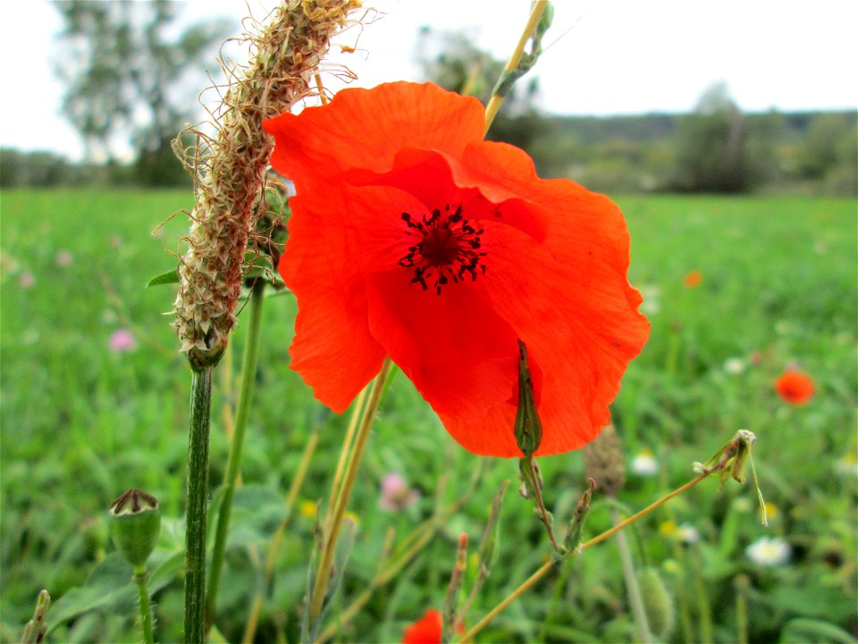 Klatschmohn (Papaver rhoeas) nahe der Saar bei Grosbliederstroff Français :  Coquelicot