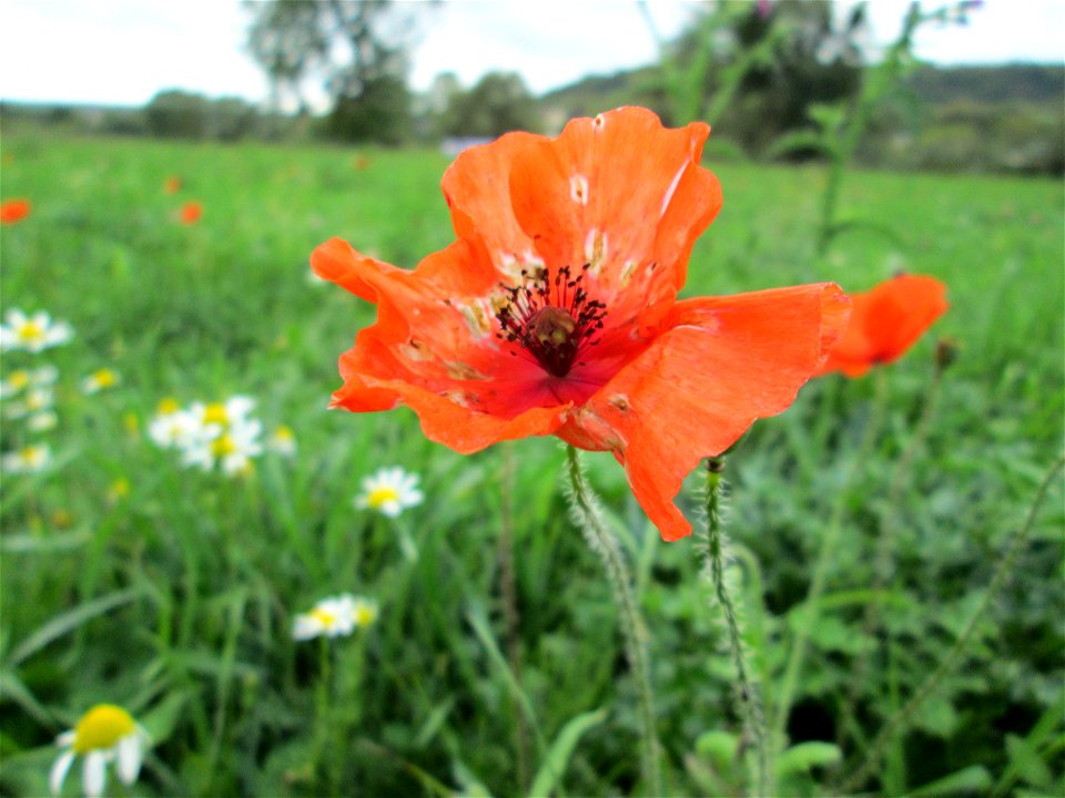 Klatschmohn (Papaver rhoeas) nahe der Saar bei Grosbliederstroff Français :  Coquelicot