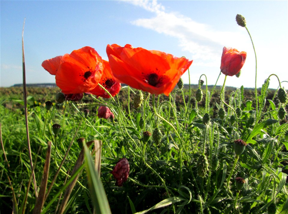 Klatschmohn (Papaver rhoeas) am Feldrand bei Spicheren Français :  Coquelicot près de Spicheren