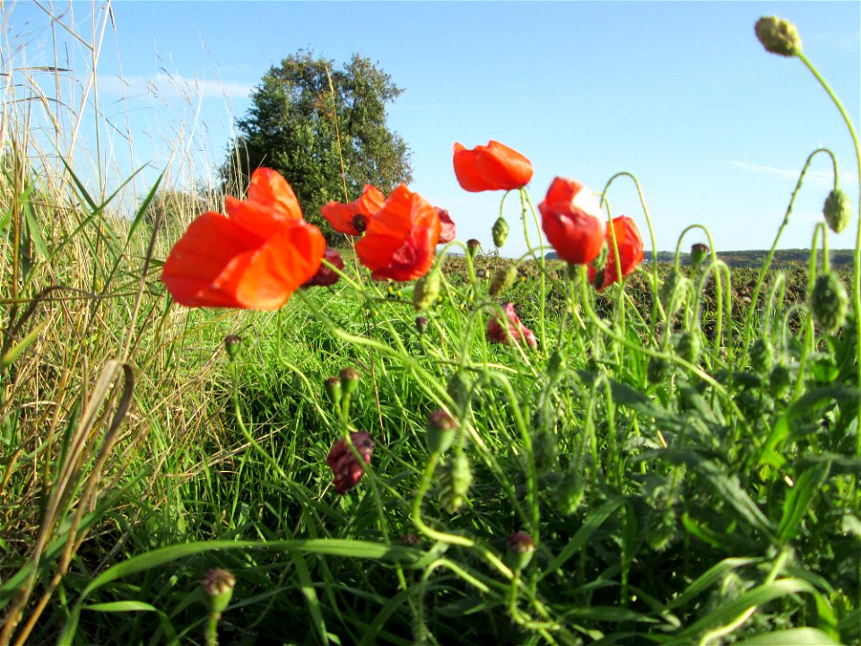 Klatschmohn (Papaver rhoeas) am Feldrand bei Spicheren Français :  Coquelicot près de Spicheren
