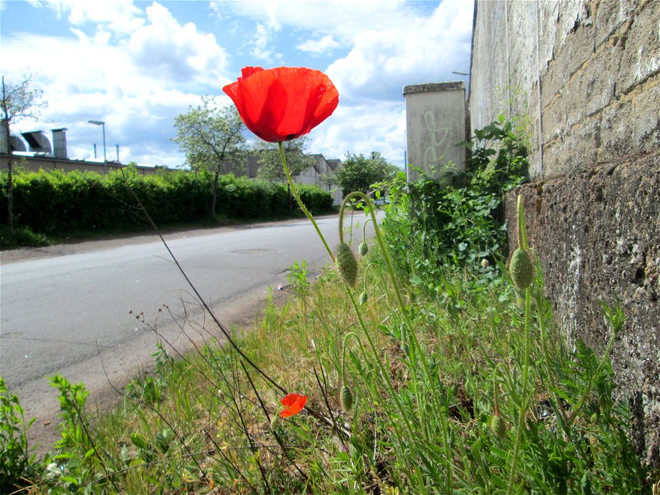 Klatschmohn (Papaver rhoeas) in Brebach