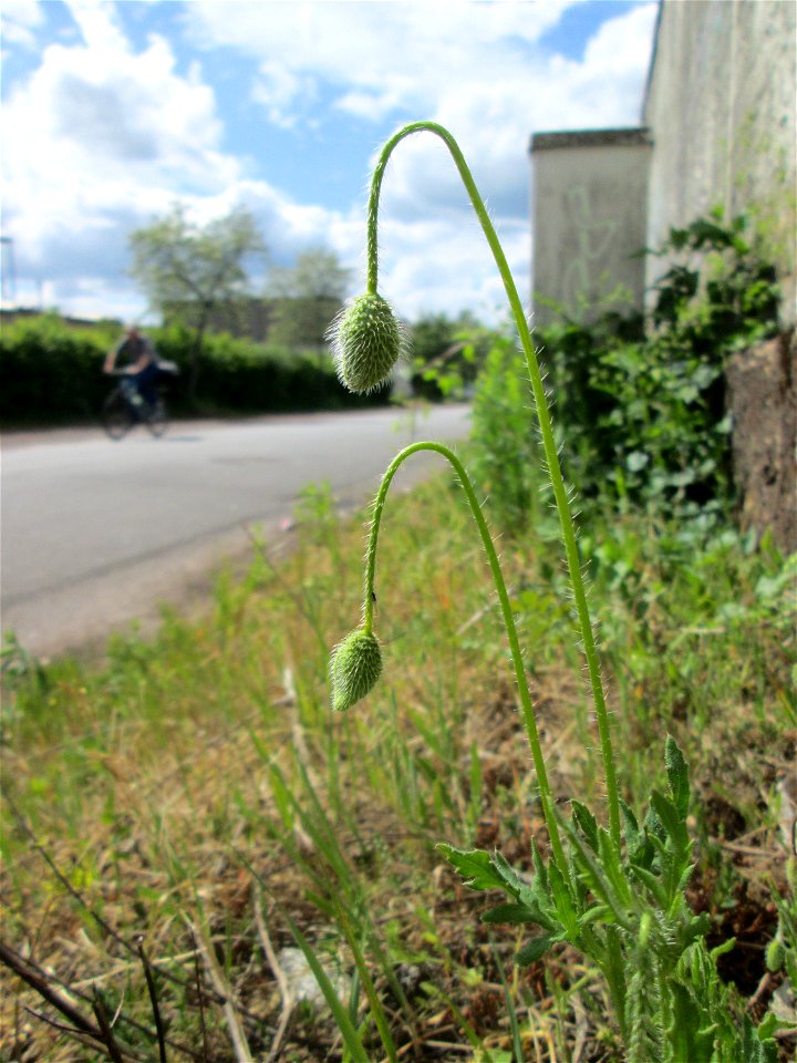 Klatschmohn (Papaver rhoeas) in Brebach
