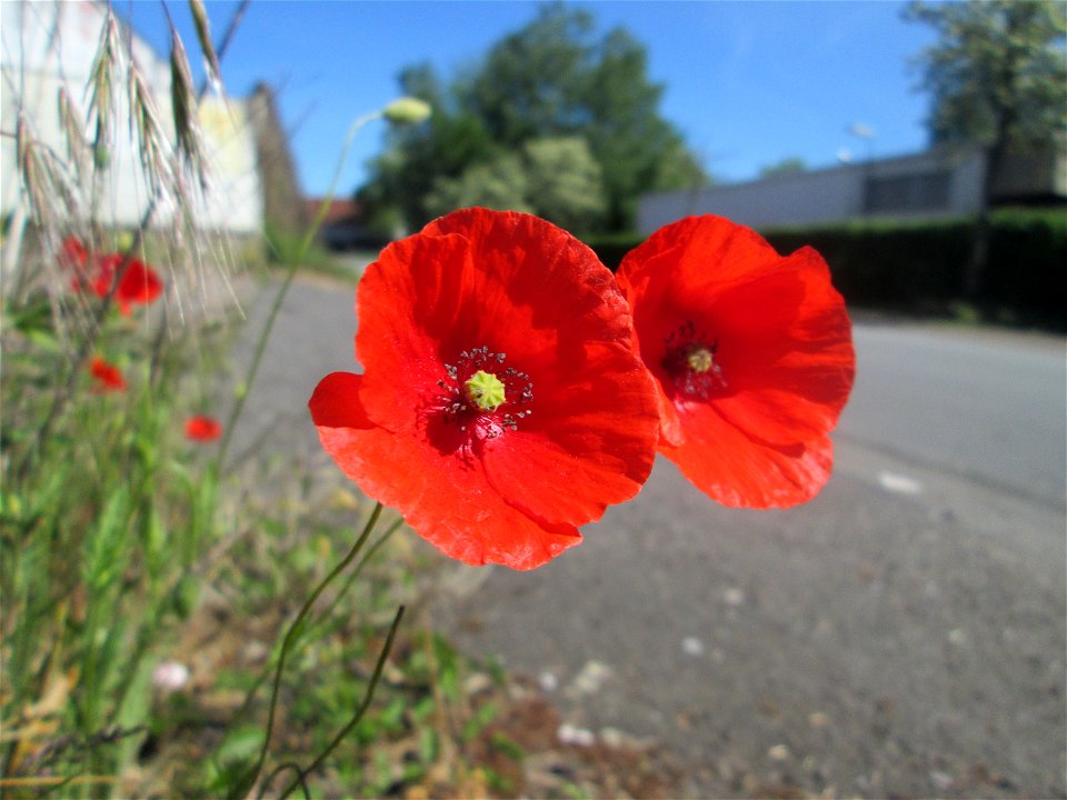 Klatschmohn (Papaver rhoeas) in Brebach