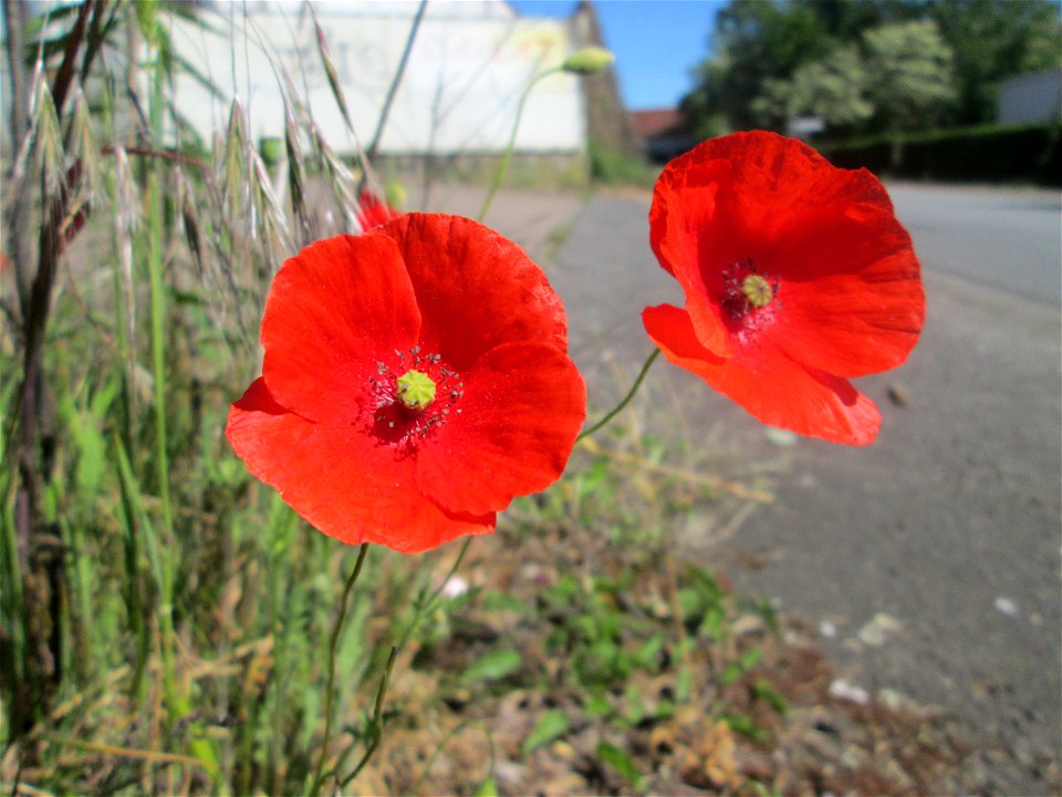 Klatschmohn (Papaver rhoeas) in Brebach