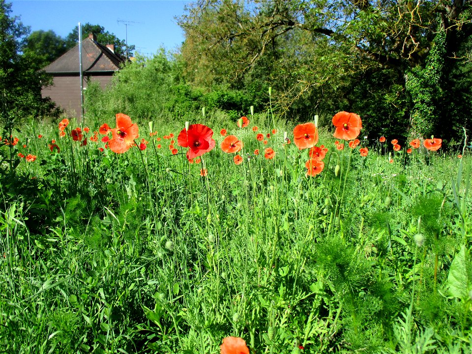 Saat-Mohn (Papaver dubium) in Fechingen