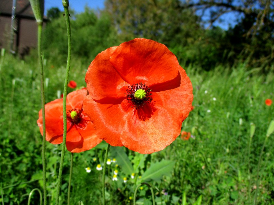 Saat-Mohn (Papaver dubium) in Fechingen