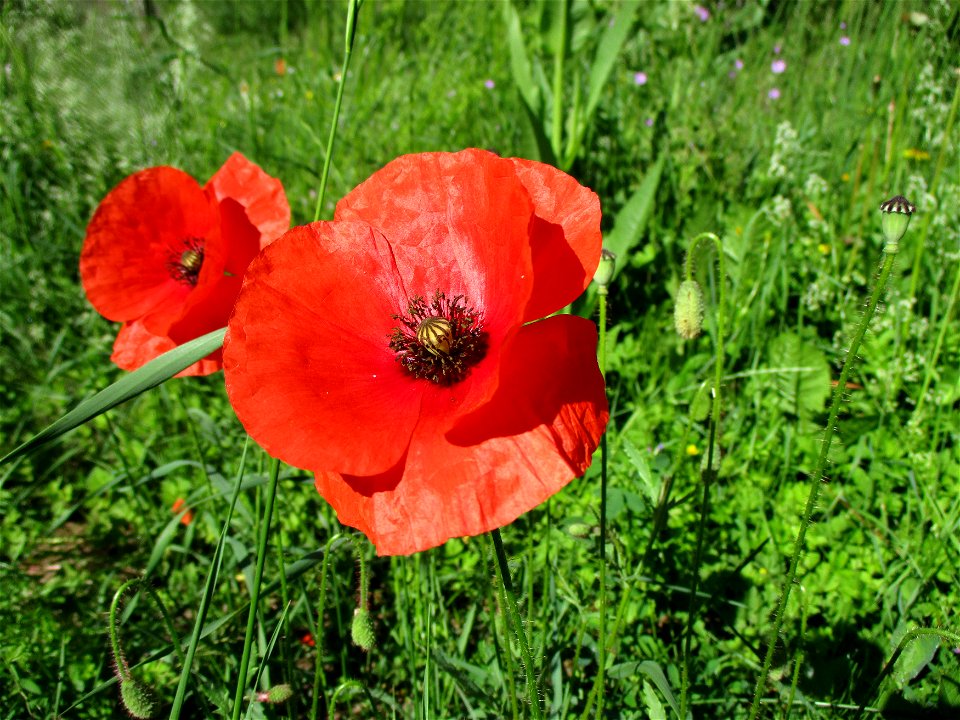 Saat-Mohn (Papaver dubium) in Fechingen