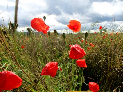 Klatschmohn (Papaver rhoeas) bei Eschringen