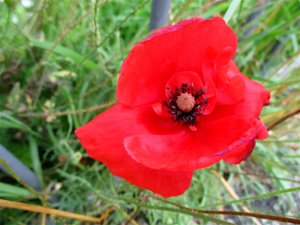 Klatschmohn (Papaver rhoeas) in Brebach