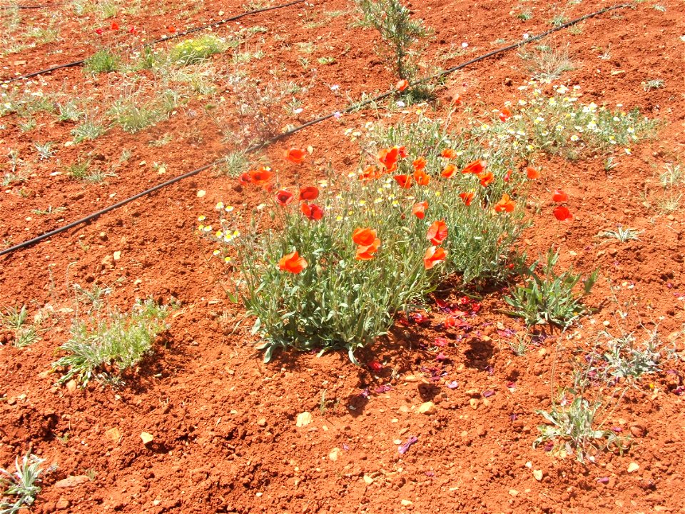 Papaver rhoeas, corn poppies.