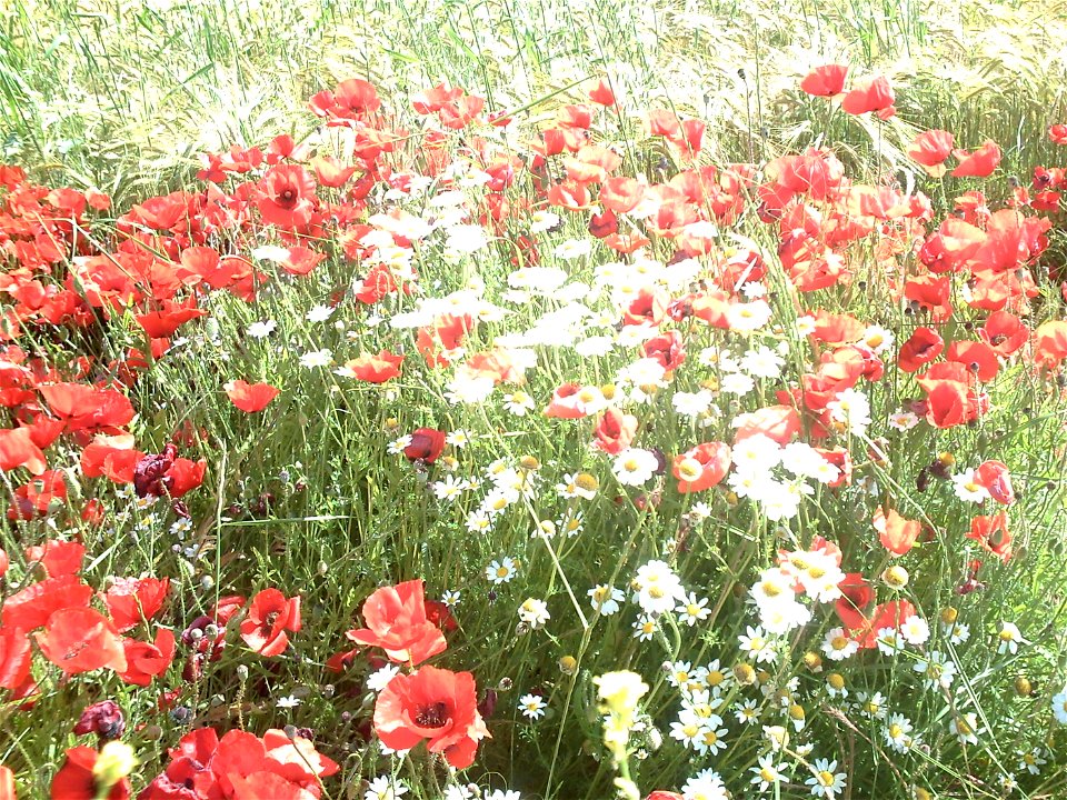 Amapolas entre el trigo, en primavera.