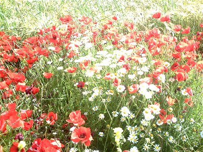Amapolas entre el trigo, en primavera.
