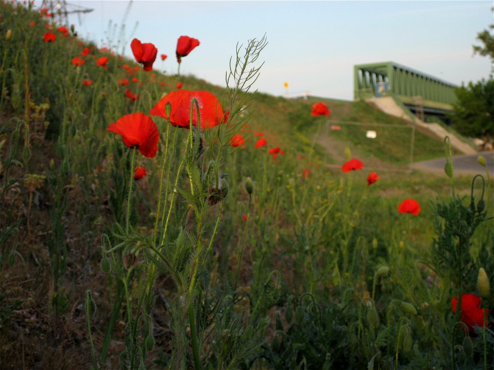 Poppy seed (Papaver rhoeas, red poppy) on a railroad embankment near Újpesti vasúti híd ("Ujpest railway bridge", Budapest, Hungary)