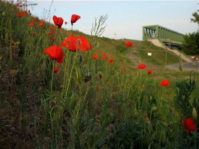 Poppy seed (Papaver rhoeas, red poppy) on a railroad embankment near Újpesti vasúti híd ("Ujpest railway bridge", Budapest, Hungary)