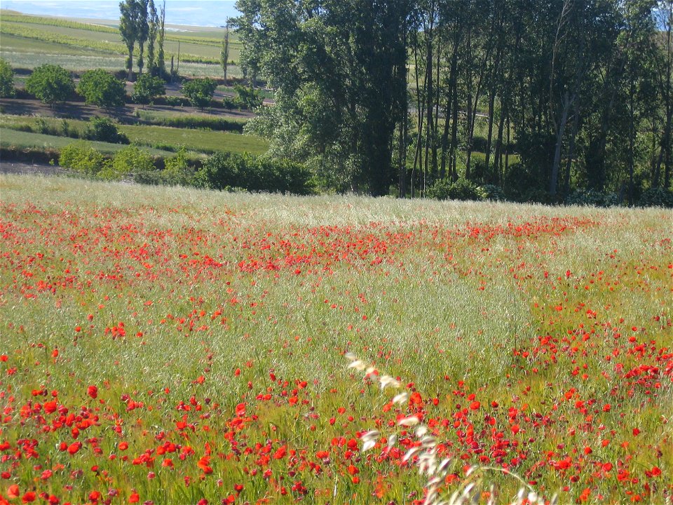 Campo de amapolas (Papaver sp.) en Rodezno con una fila de chopos al fondo, cerca de la ermita