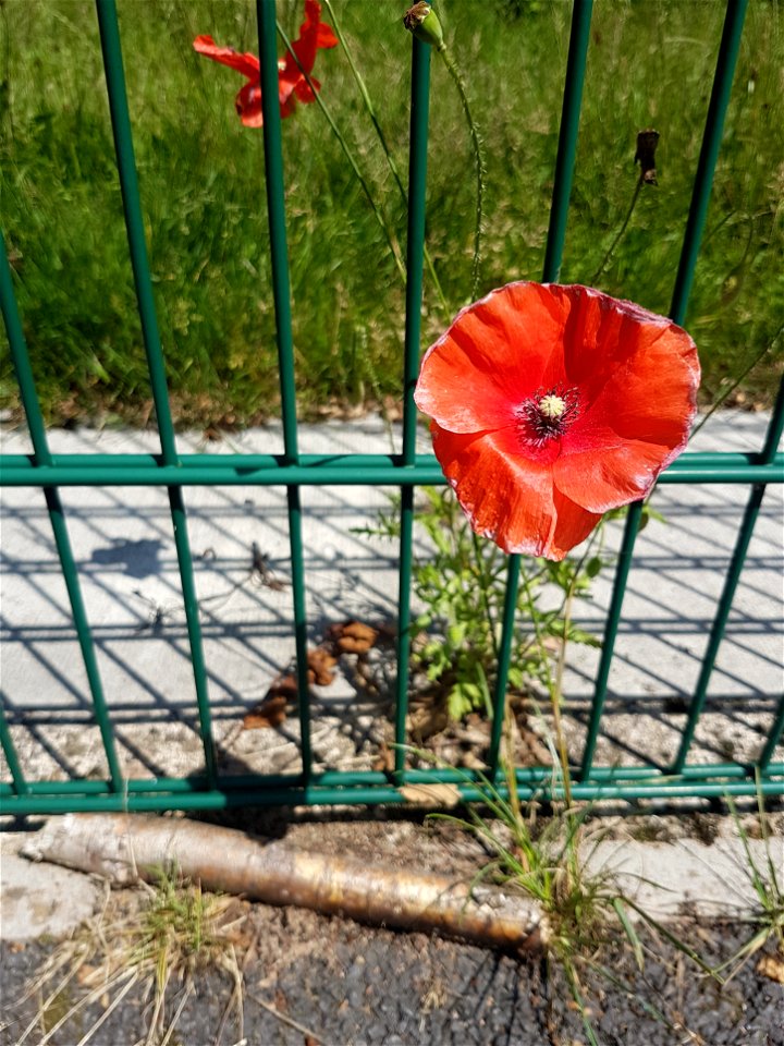 Common poppy flower grows up fence line between tarmac and concrete