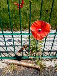 Common poppy flower grows up fence line between tarmac and concrete photo