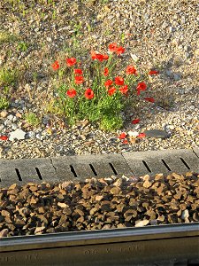 Corn poppies near railtracks in the station of Vaires-Torcy (Seine-et-Marne, France).