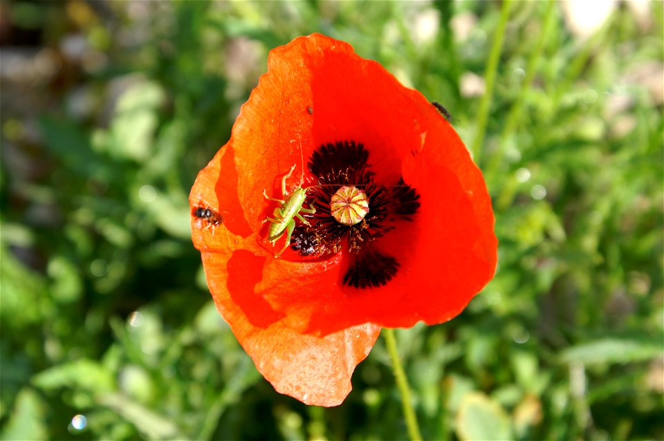 Coquelicot visité par des insectes