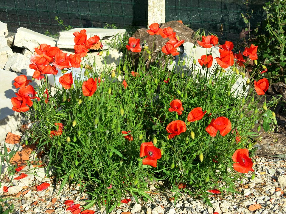 Red poppies in Capbreton (Landes, France).